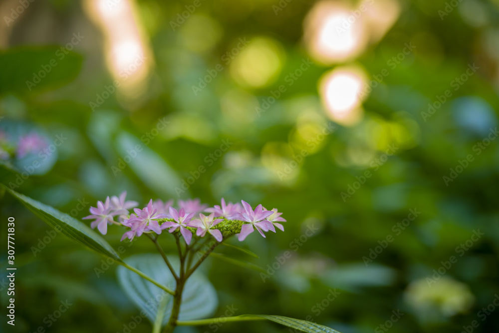 紫陽花