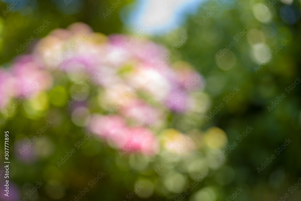 紫陽花 紫陽花