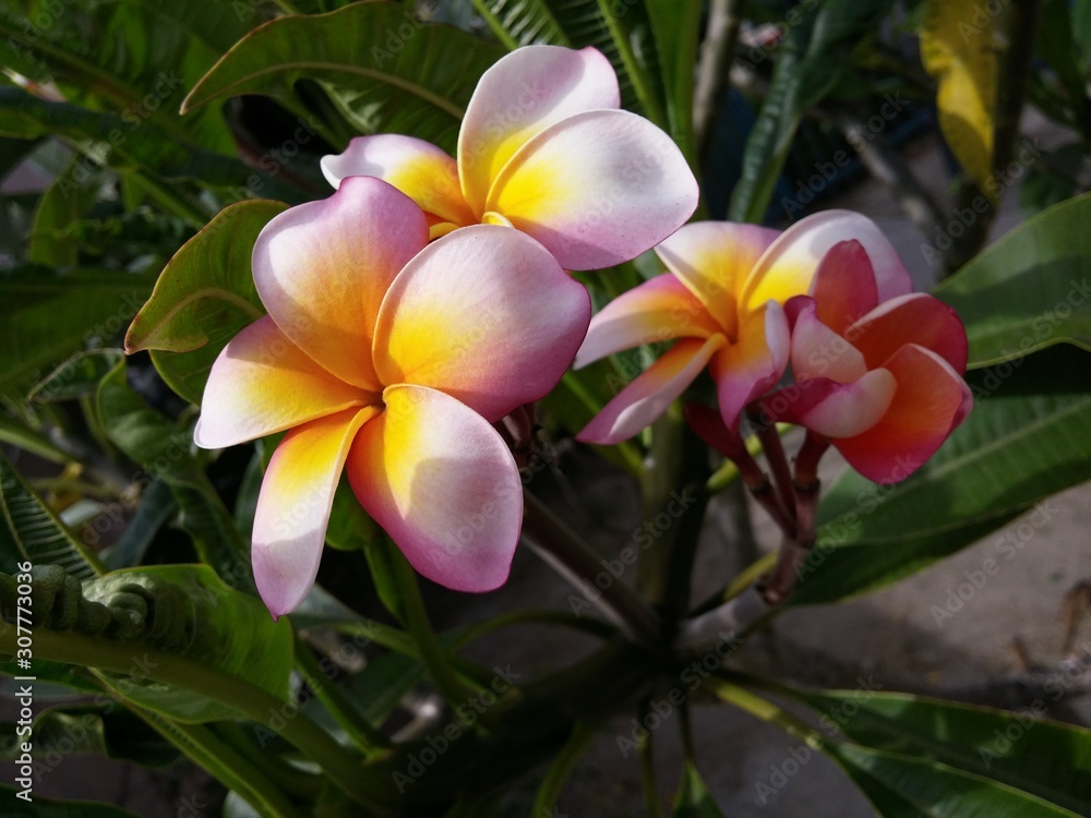 Fototapeta premium Tropical flowers