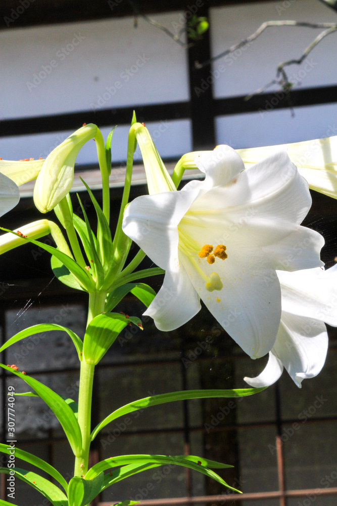 Obraz premium 白いアップのユリ