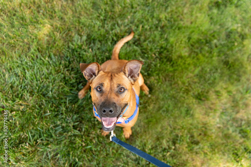 A shepherd dog sitting in a grass yard on a leash