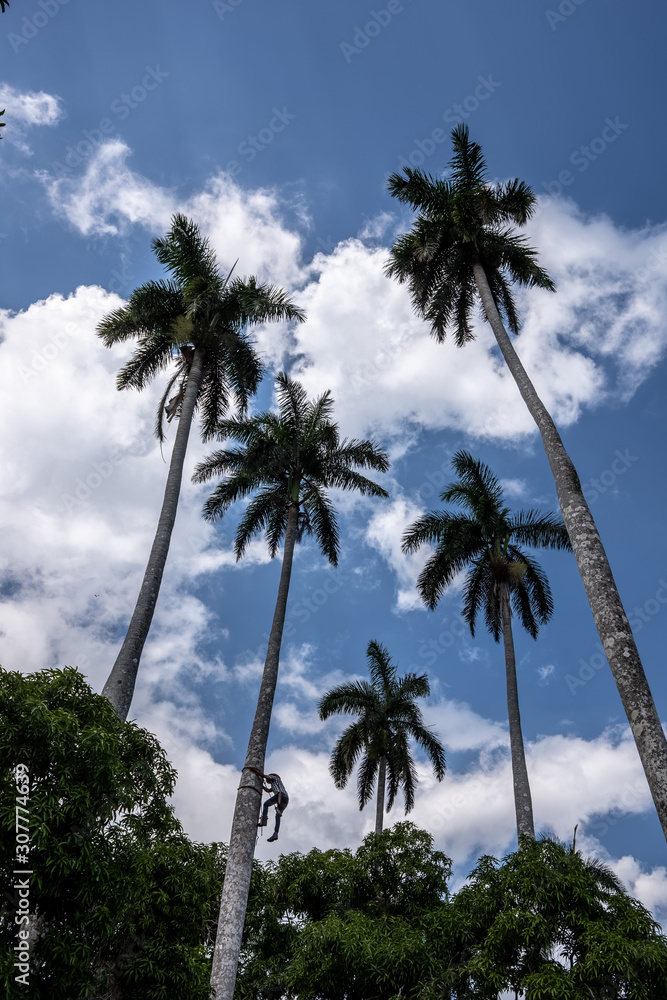 climbing coconut trees to harvest coconuts.