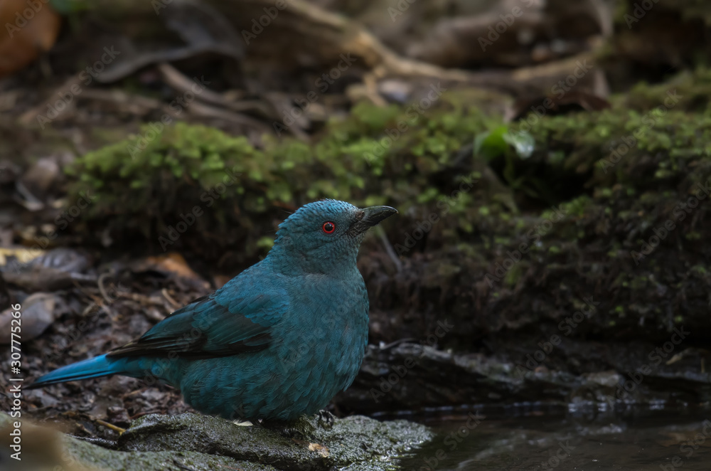 Asian Fairy Bluebird on Moss on the stone in nature. Asian Fairy Bluebird on Moss on the stone in nature.