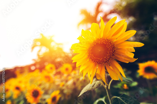Blooming sunflowers in the summer field and light sunset and color warm.