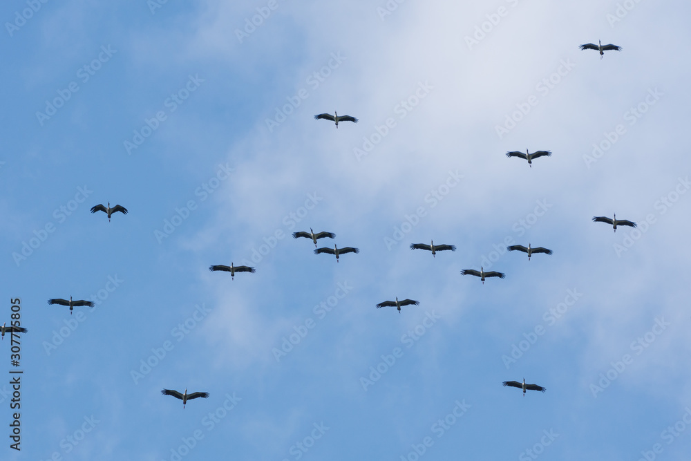 Flock of Asian Openbill (Anastomus oscitans) flying overhead against the blue sky during migration season in Thailand.
