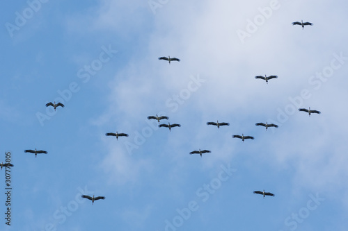 Flock of Asian Openbill (Anastomus oscitans) flying overhead against the blue sky during migration season in Thailand.