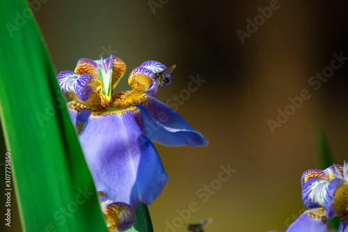  blue iris on background (ID: 307775850)