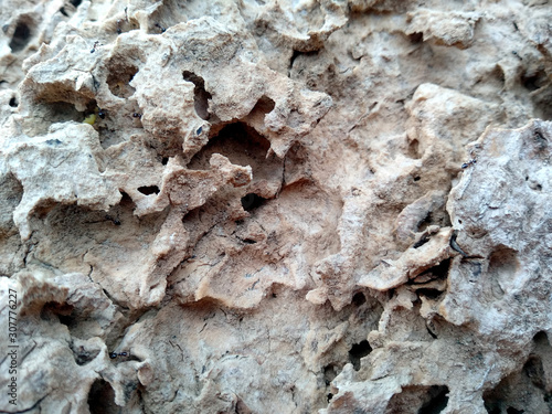 Old wood texture. The problem of termites eating trees. Wooden texture background with termite holes. Wood is eaten by ants or termites. Ants make nests in tree.