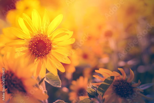 Blooming sunflowers in the summer field and light sunset and color warm.