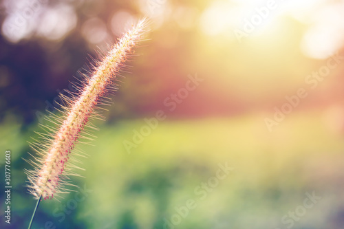 a flower grass in the garden and sunset.