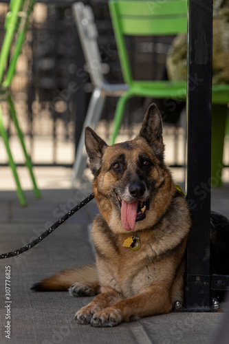 A german shepherd at an outdoor patio