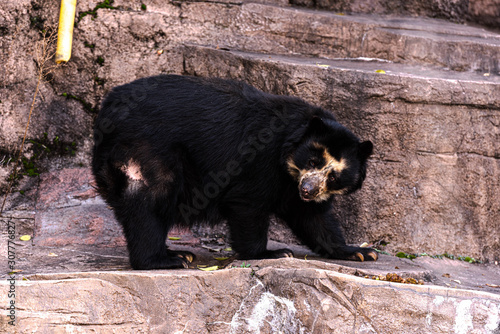 クマちゃん