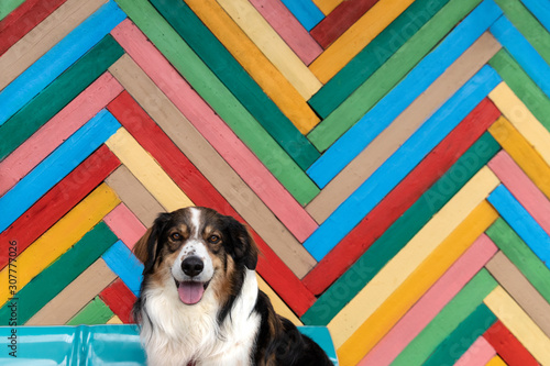An English Shepherd in front of a colorful wall