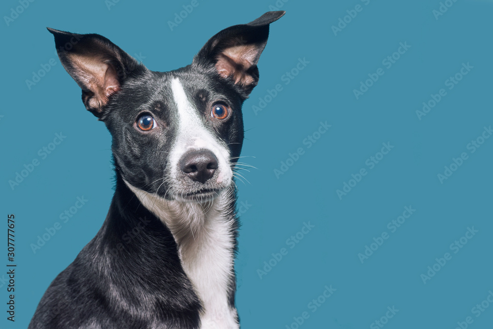 A mongrel dog is looking at the camera. Dog on a blue / green background. Place for text or product.