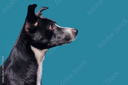 The mongrel dog looks away. Dog on a blue / green background.