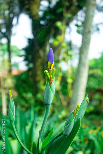 blue iris flower bud (ID: 307778074)