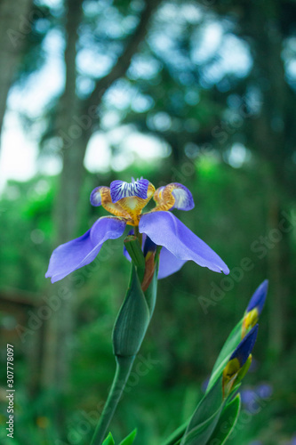 blue iris on garden (ID: 307778097)
