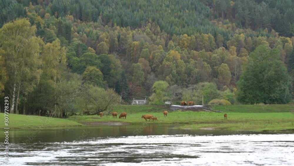 A farm setting looking over a flowing river in the highlands of Scotland. Brown cows feed on the lush green pastures at the foot of a mountainous forest. A farm setting looking over a flowing river in the highlands of Scotland. Brown cows feed on the lush green pastures at the foot of a mountainous forest.