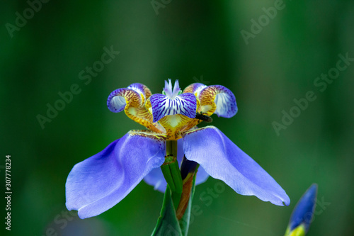 beautiful iris flower (ID: 307778234)