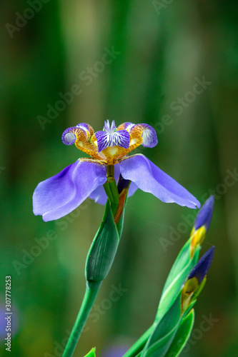 beautiful purple iris flower (ID: 307778253)