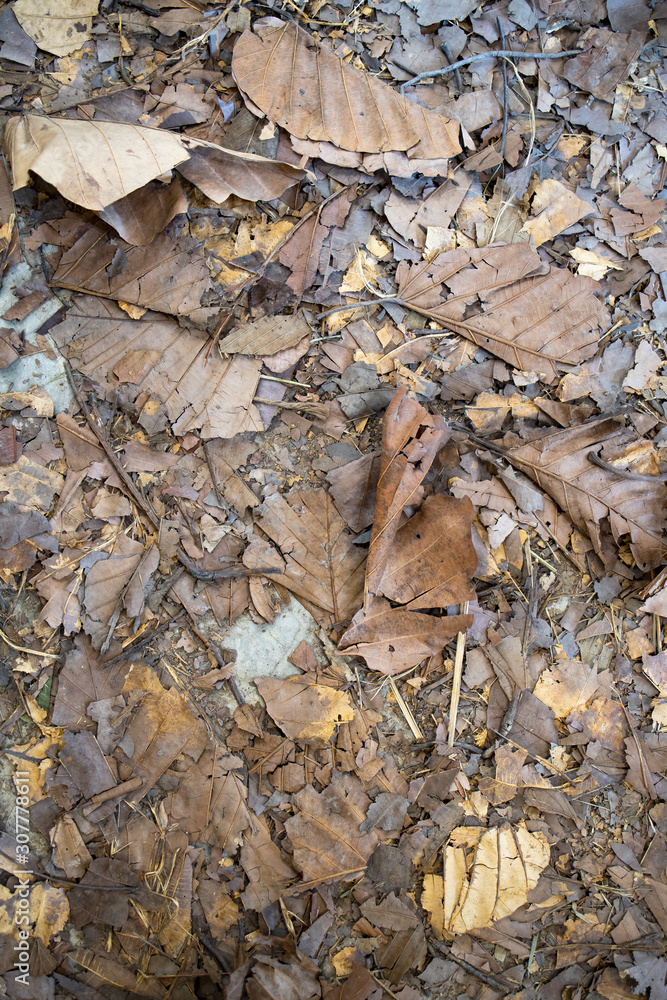 A pile of dry leaves background A pile of dry leaves background
