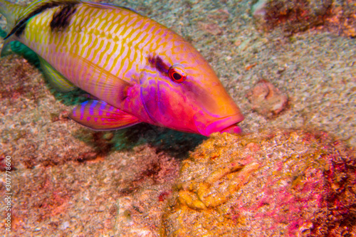 Parrotfish closeup feeding on the bottom. Marine life and underwater photography.