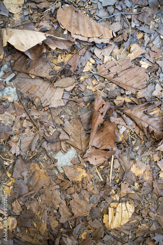 A pile of dry leaves background