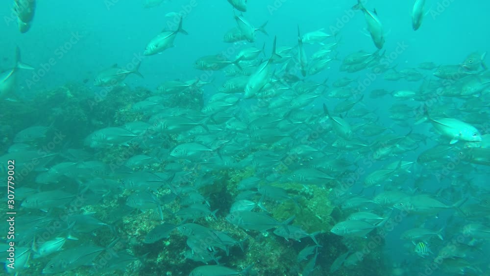 Trevally fish school Trevally fish school