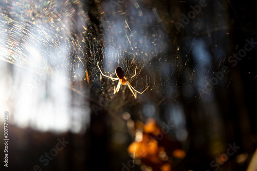 Woodland sider backlit on web with shallow depth of field photo