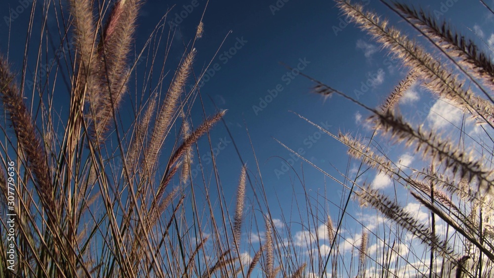 Obraz premium grass and sky