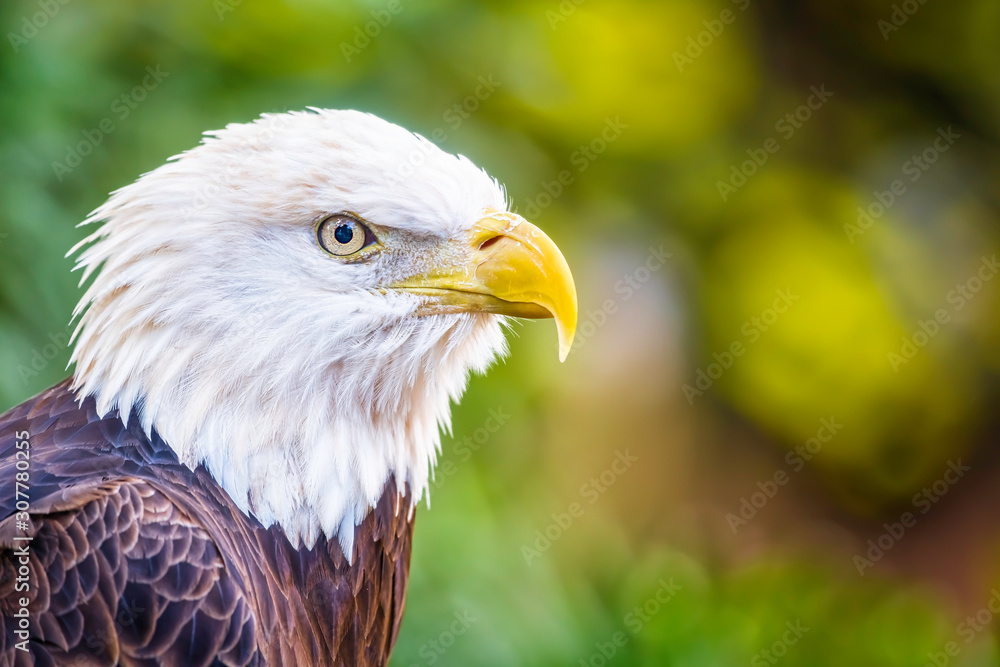 Fototapeta premium bald eagle