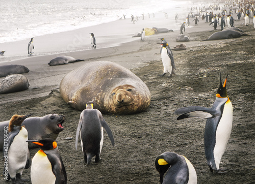 An adult southern elephant seal (mirounga leonina) cow lies on a sandy beach surrounded by wild king penguins and a fur seal pup on South Georgia Island. 