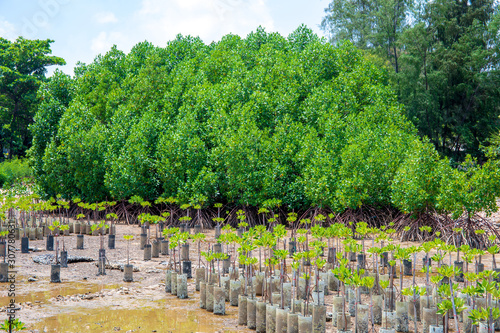 Mangrove plant forest implant at sea beach.