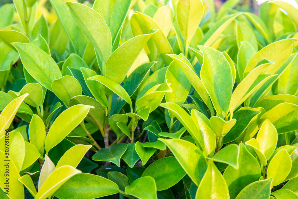 Obraz premium Green leaf bush for background textured usage.