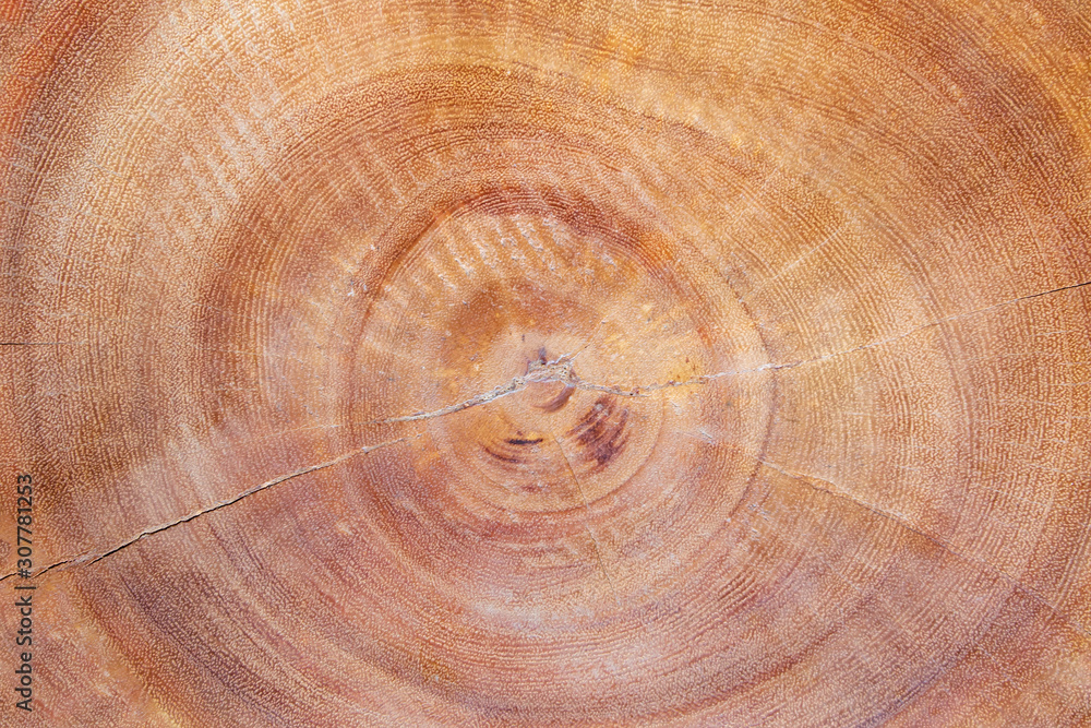 Naklejka premium Wooden cut big tree stump for background texture detail.