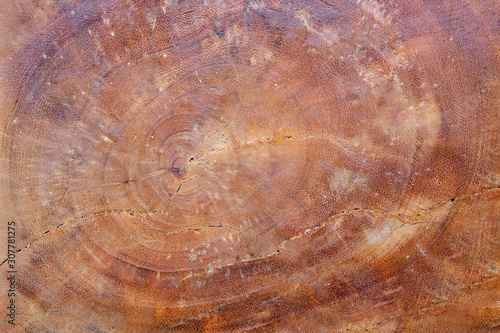 Wooden cut big tree stump for background texture detail.