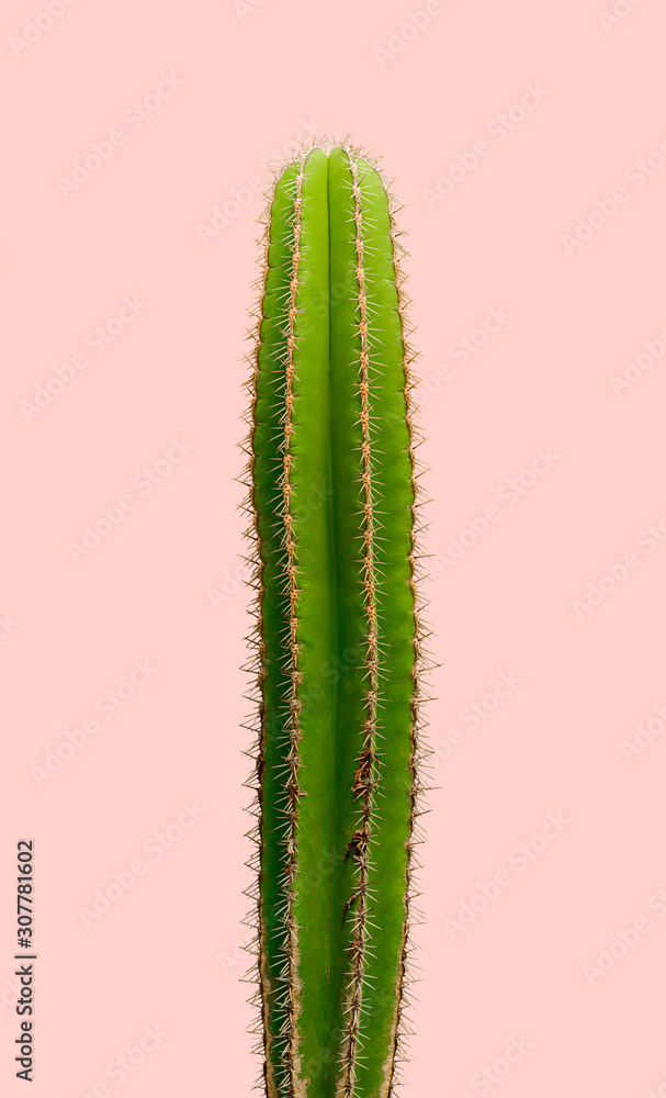 Naklejka premium isolated Cactus Fashion. Art Design Minimal Stillife. Vanilla Trendy Purple Blue Color background