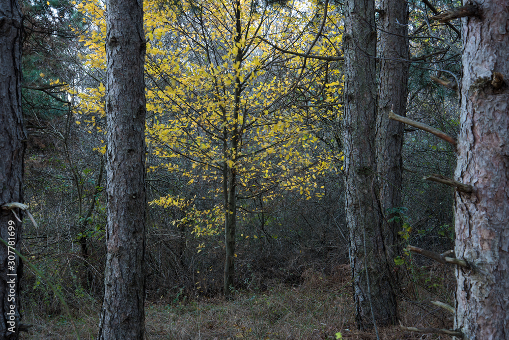 Naklejka premium Yellow trees in the forest