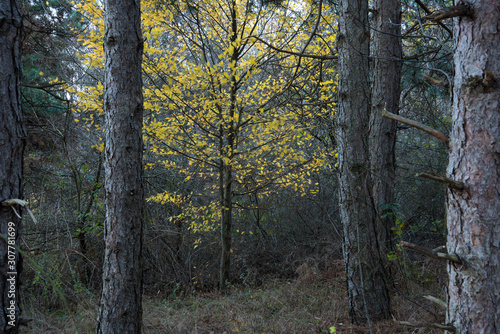  Yellow trees in the forest
