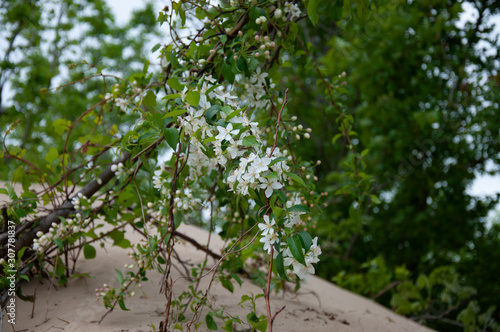 Blossoming branch of apple tree on the sand.
