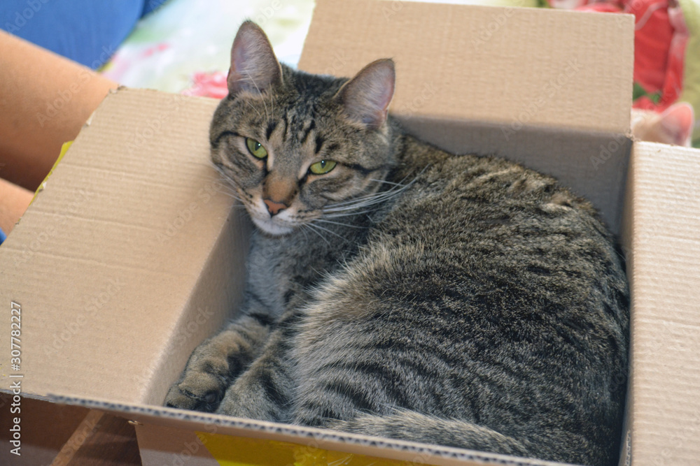 Beautiful and cute cat lies in a cardboard box