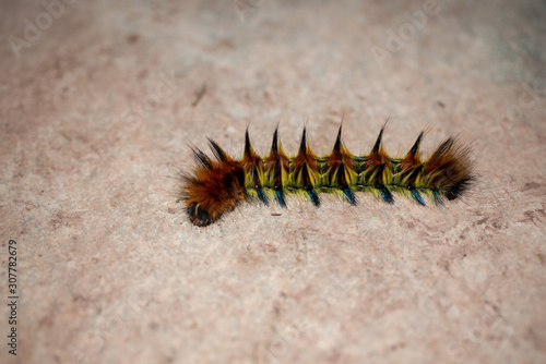 The burrs of the larva of Thosea sinensis