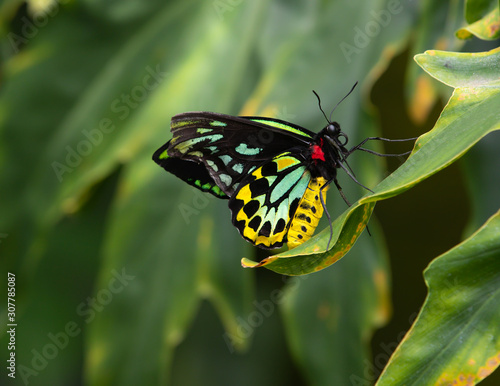 Queen Alexandra Birdwings Ornithoptera Alexandrae Butterfly
