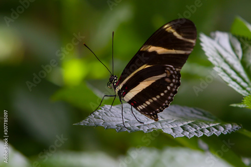 Zebra Longwing Butterfly Heliconius charithonia Close Up