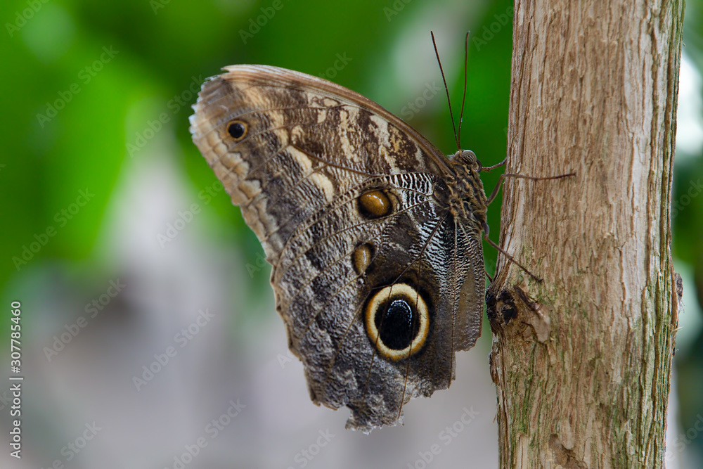 Northern Pearly-eye Enodia Anthedon Butterfly Northern Pearly-eye Enodia Anthedon Butterfly