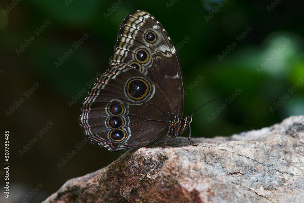 Naklejka premium Northern Pearly-eye Enodia Anthedon Butterfly Rock