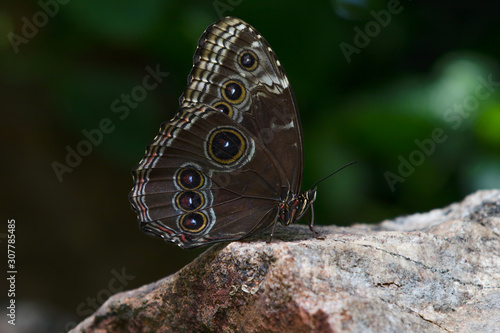 Northern Pearly-eye Enodia Anthedon Butterfly Rock photo
