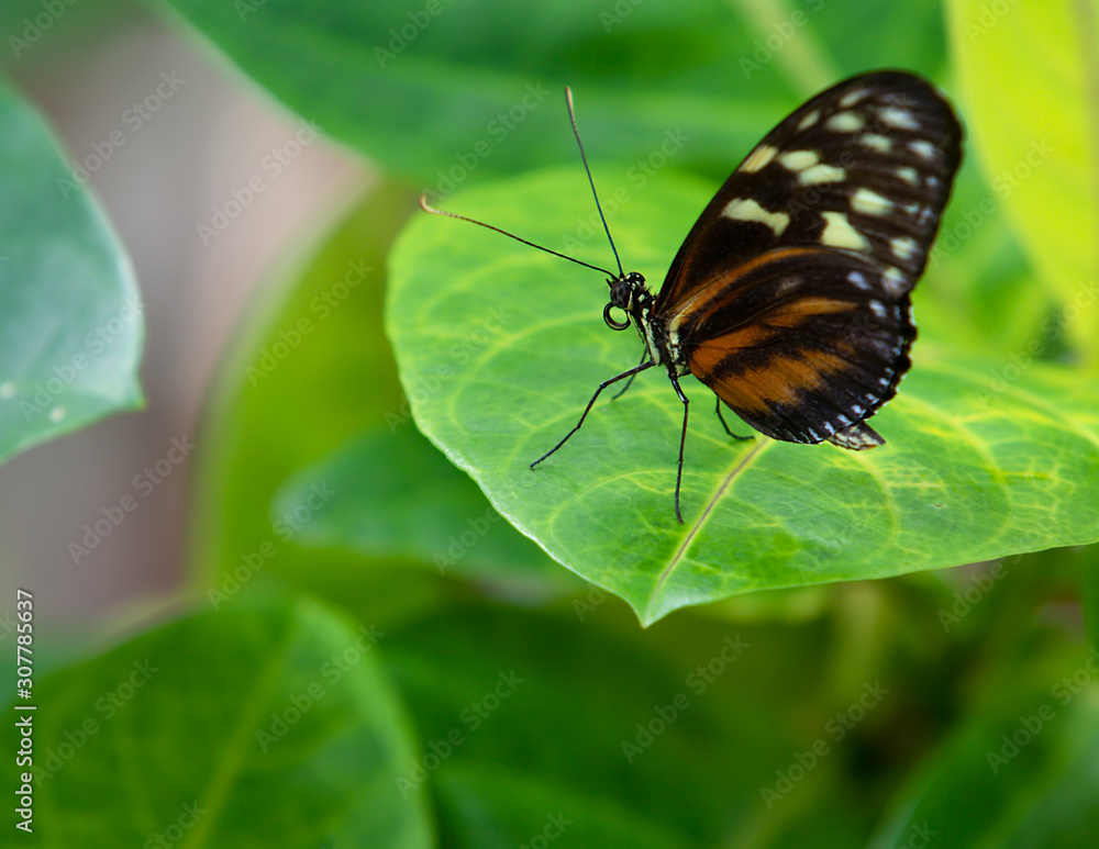 Obraz premium Tiger Longwing Golden Helicon butterfly Heliconius hecale Resting