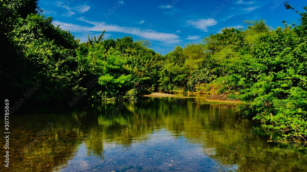 Fototapeta premium lake in forest