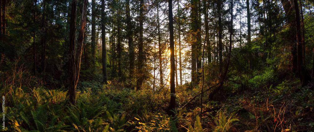Obraz premium Beautiful Panoramic View of a forest near the ocean during a golden and vibrant sunset. Taken in Lighthouse Park in West Vancouver, British Columbia, Canada.